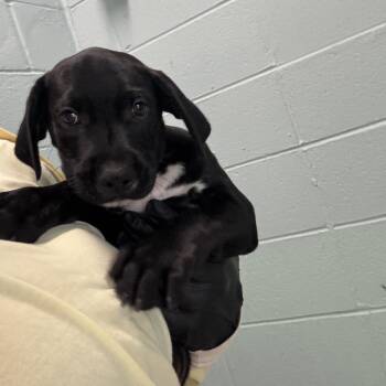 ROWDY 9908 -  Mixed Breed Dog for Adoption in Loxahatchee Groves, Florida - ROWDY 9908 | PetCurious