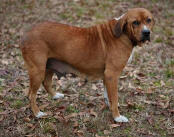 Basset Hound and Redbone Coonhound Dogs Available for Adoption in Attalla, Alabama - Hannah | PetCurious