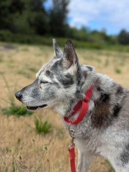Rorschach (mcas) -  Australian Cattle Dog Blue Heeler Dog for Adoption in Troutdale, Oregon - Rorschach (mcas) | PetCurious