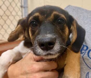 Pup Firecracker -  Shepherd and Hound Dog for Adoption in Washington, District Of Columbia - Pup Firecracker | PetCurious