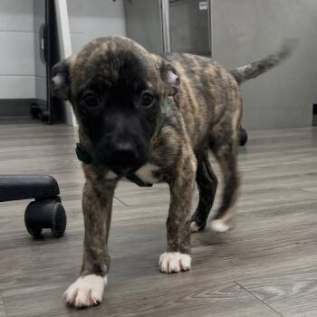 Sadie -  Cattle Dog Dog for Adoption in Fairfax Station, Virginia - Sadie | PetCurious