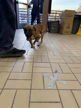 Mixed Breed Dogs Available for Adoption - T.J | PetCurious