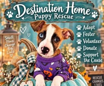 Caroline -  Boxer and Carolina Dog Dog for Adoption in Fort Mill, South Carolina - Caroline | PetCurious