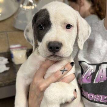 Cobbler -  Mixed Breed Dog for Adoption in Buffalo, Minnesota - Cobbler | PetCurious