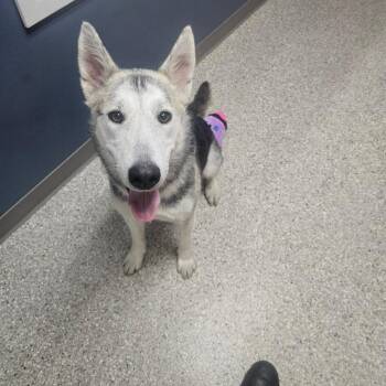 Pixie -  Collie and Mixed Breed Dog for Adoption in Detroit Lakes, Minnesota - Pixie | PetCurious