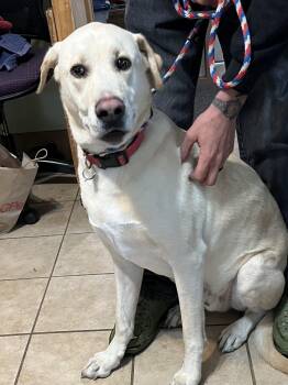 Labrador Retriever Dogs Available for Adoption in New Windsor, New York - Ross | PetCurious