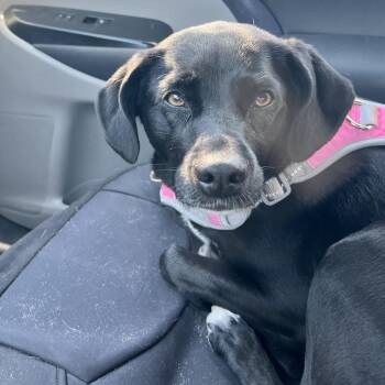 Black Labrador Retriever Dogs Available for Adoption in Santa Monica, California - Bella | PetCurious