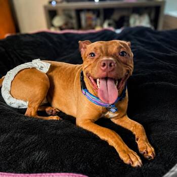 D14 "Honey" -  Pit Bull Terrier Dog for Adoption in Valparaiso, Indiana - D14 "Honey" | PetCurious