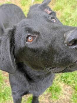 Rescue Labrador Retriever Dogs for Adoption in Dover, Arkansas - Henley | PetCurious