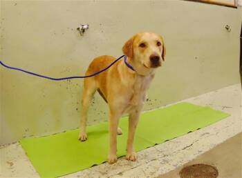 LINDA -  Labrador Retriever and Mixed Breed Dog for Adoption in Houston, Texas - LINDA | PetCurious