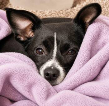 Jemma -  Chihuahua and Rat Terrier Dog for Adoption in Lee