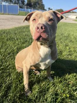 Roomba -  Mixed Breed Dog for Adoption in Wooster, Ohio - Roomba | PetCurious