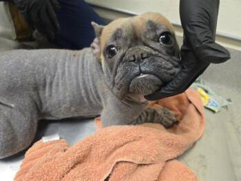 TEXAS -  French Bulldog Dog for Adoption in Auburn, California - TEXAS | PetCurious