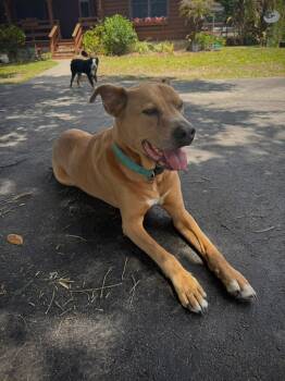 Kali -  Labrador Retriever and Pit Bull Terrier Dog for Adoption in Murray, Nebraska - Kali | PetCurious