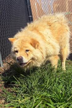 Chubsies -  Mixed Breed Dog for Adoption in Cincinnati, Ohio - Chubsies | PetCurious