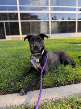 Rescue Shepherd and Black Labrador Retriever Dogs for Adoption in Toronto, Ontario - Star | PetCurious