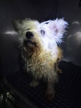 Pen 235 -  Terrier Dog for Adoption in Lawrenceville, Georgia - Pen 235 | PetCurious