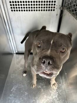 Rescue Pit Bull Terrier and Mixed Breed Dogs for Adoption in Fort Worth, Texas - 59811807 | PetCurious