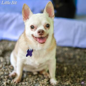 Little Bit -  Chihuahua and Mixed Breed Dog for Adoption in Hopkinton, Massachusetts - Little Bit | PetCurious