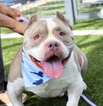 Rescue Mixed Breed Dogs for Adoption in New York, New York - Ricotta | PetCurious