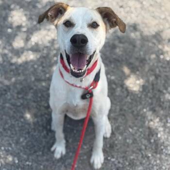 Mixed Breed Dogs Available for Adoption in Asheville, North Carolina - Poppy | PetCurious