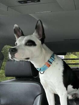 Mixed Breed Dogs Available for Adoption in Vassalboro, Maine - Bean | PetCurious