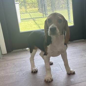 SH7 2075 -  Beagle Dog for Adoption in Loxahatchee Groves, Florida - SH7 2075 | PetCurious