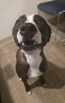 Terrier and Mixed Breed Dogs Available for Adoption - Chia | PetCurious