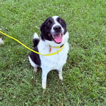 Sven -  Mixed Breed Dog for Adoption in Jeffersonville, Indiana - Sven | PetCurious