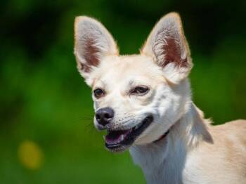 Sunrise -  Chihuahua Dog for Adoption in Pointe-fortune, Quebec - Sunrise | PetCurious