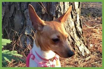 Toy Fox Terrier and Rat Terrier Dogs Available for Adoption in Amherst, Massachusetts - Little Debbie | PetCurious