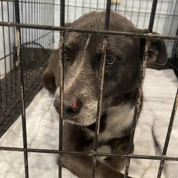KiKi -  Mixed Breed Dog for Adoption in Port Charlotte, Florida - KiKi | PetCurious