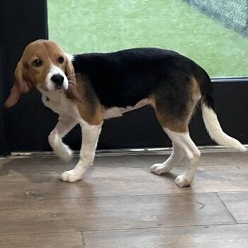 VGE6 1038 -  Beagle Dog for Adoption in Loxahatchee Groves, Florida - VGE6 1038 | PetCurious