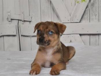 JESSICA -  Catahoula Leopard Dog and Mixed Breed Dog for Adoption in Oroville, California - JESSICA | PetCurious