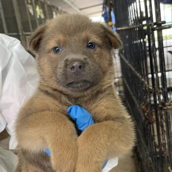 Terrier and Chihuahua Dogs Available for Adoption in Edinburg, Texas - Caitlin | PetCurious