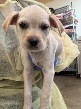 Chihuahua and Labrador Retriever Dogs Available for Adoption - Palomita | PetCurious