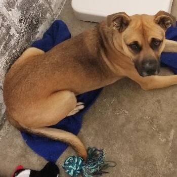 Rescue Boxer Dogs for Adoption in Seymour, Indiana - BOB | PetCurious