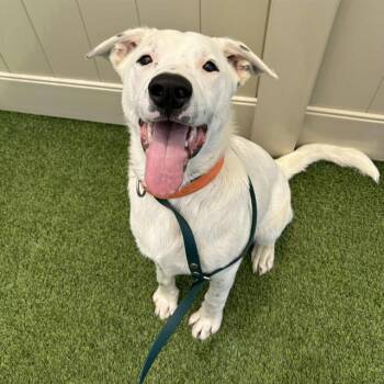 BLANCO -  Dogo Argentino and Mixed Breed Dog for Adoption in Camarillo, California - BLANCO | PetCurious