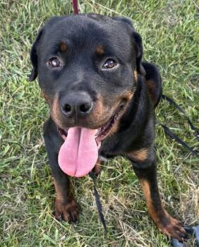 GOLIATH -  Rottweiler Dog for Adoption in St. Cloud, Florida - GOLIATH | PetCurious