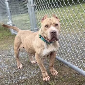 PEBBLES -  Pit Bull Terrier Dog for Adoption in Easton, Maryland - PEBBLES | PetCurious