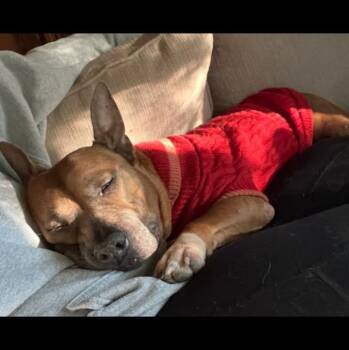 Rescue Mixed Breed Dogs for Adoption in Calabash, North Carolina - Sage | PetCurious