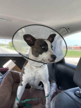 Winnie -  Bull Terrier Dog for Adoption in Tulsa, Oklahoma - Winnie | PetCurious