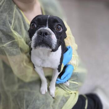 Boston Terrier Dogs Available for Adoption in Incline Village, Nevada - Baked Bean | PetCurious
