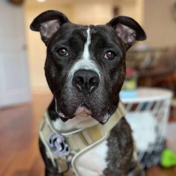 Rescue American Staffordshire Terrier and Pit Bull Terrier Dogs for Adoption in Fredericksburg, Virginia - Sammy | PetCurious