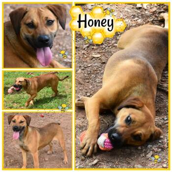 Rescue Labrador Retriever Dogs for Adoption in Wedowee, Alabama - Honey | PetCurious