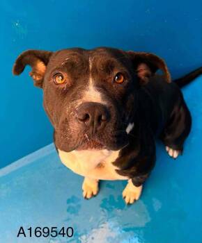Helene Super Star -  Pit Bull Terrier and Mixed Breed Dog for Adoption in Calgary, Alberta - Helene Super Star | PetCurious