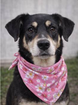 Beagle and Labrador Retriever Dogs Available for Adoption in Farmington, Missouri - Miss Daisy Bloom (Misty) | PetCurious