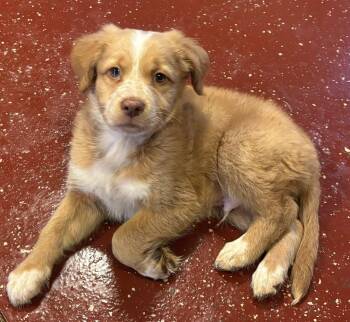 Australian Shepherd and Mixed Breed Dogs Available for Adoption in Clinton, Wisconsin - Charlie | PetCurious