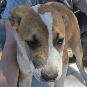 American Staffordshire Terrier and Black Labrador Retriever Dogs Available for Adoption in Klamath Falls, Oregon - Ham | PetCurious
