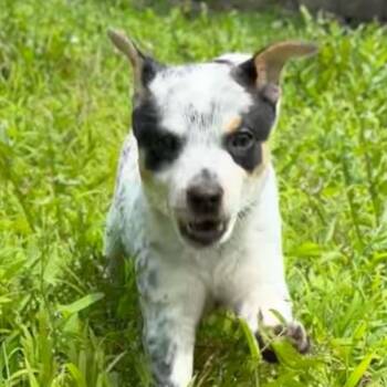 Crinkle -  Mixed Breed Dog for Adoption in Olathe, Kansas - Crinkle | PetCurious